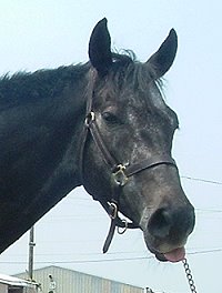 Click here to see Weatherford's Prospect Horse For Sale photos. 