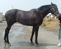 Thoroughbred Horse For Sale