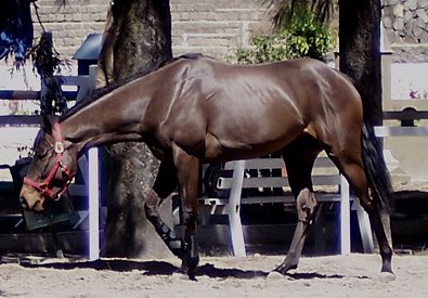 Whozierhurry at home in Mexico.