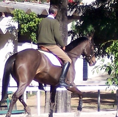 Whozierhurry and Joaquin Orth a member of the Mexican Olympic/Pan Am team rides him!