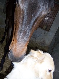 "Who" with his best friend, Loba