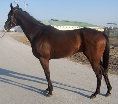 Thoroughbred horse for sale. Please call for more information. We do not give prices by e-mail. "Zero" is a four year-old, 15'3hh bay gelding."Zero" is a four year-old, 15'3 hh bay gelding.