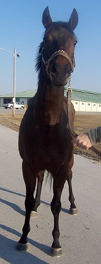 Thoroughbred horse for sale. Please call for more information. We do not give prices by e-mail.