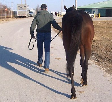 Thoroughbred horse for sale. Please call for more information. We do not give prices by e-mail.