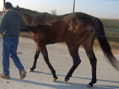 Thoroughbred horse for sale. Please call for more information. We do not give prices by e-mail.