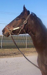 Thoroughbred horse for sale. Please call for more information. We do not give prices by e-mail.