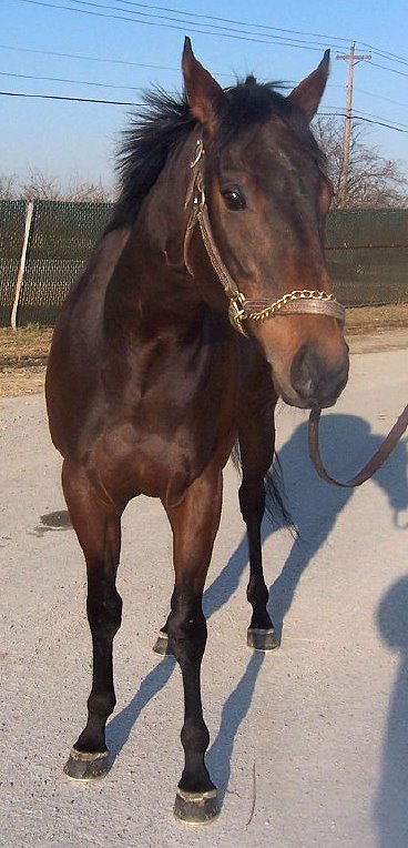 Hunter/jumper prospect - Thoroughbred horse for sale. Please call for more information. We do not give prices by e-mail.