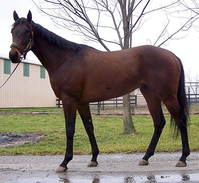 "Be There" is a four year-old, 16 hand, bay gelding.