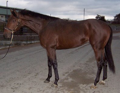 Thoroughbred Horse For Sale