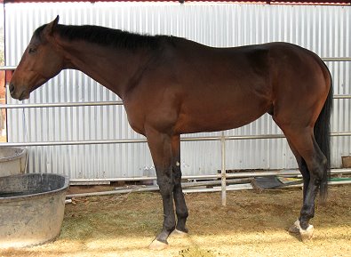 Behren's Design was a Prospect Horse for sale in January 2008.