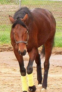 Behren's Design is a well bred Thorougbhred that was sold by Bits & Bytes Farm in Januar 2008.