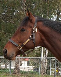 Behren's Design is an off-the-track Thoroughbred who is now a sport horse in San Diego, California.
