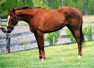 OTTB For Sale - "Bucky" is a 2004, 16+ hand, chestnut gelding.