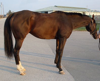 "Cat" is a 2002, 16 hand. bay gelding.