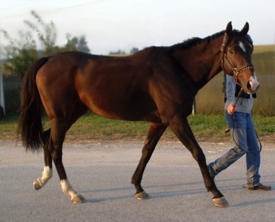 "Cat" would make a great dressage horse or 3-day eventer.