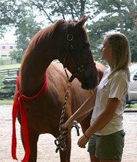 Construction was a former Prospect Horse For Sale in July 2008.