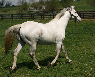 Grey Horse For Sale