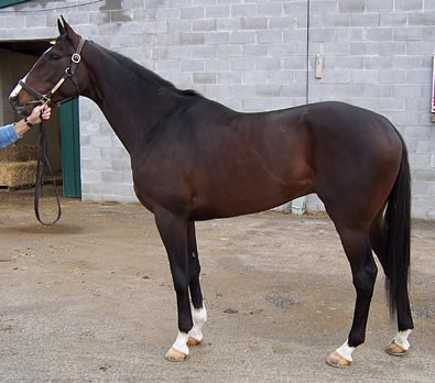 Dox is a three year-old colt for sale.