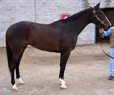 Dox will make a great dressage horse.