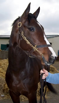 "Dox" is a four year-old Thoroughbred colt for sale.