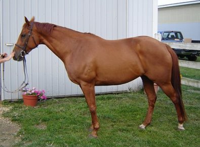East is a big boned mare with jumping training.