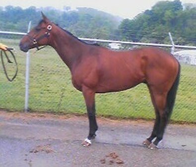 "G Win" is our newest Prospect Horse For Sale. May 8, 2008