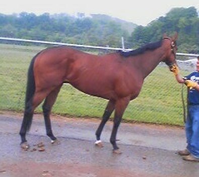 Prospect Horse For Sale - "G Win" is a bay gelding born in May 2004.