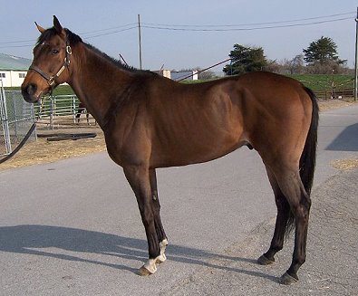 "Hit" is a 11 year-old, 16'2 gelding. 