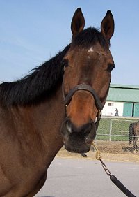 "Hit" wants a forever home after his long and successful racing career.
