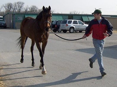 "Hit" is sound and clean legged. He is sound for jumping and he is a good mover.