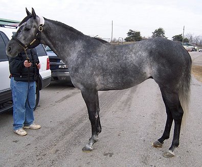Holy Wonder is a Thoroughbred horse for sale.