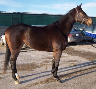 Horse for sale - "Talent" is a three year old Thoroughbred filly who shows no talent for racing.