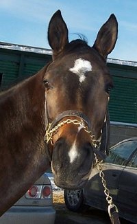 Thoroughbred Horse For Sale