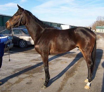 Thoroughbred Horse For Sale