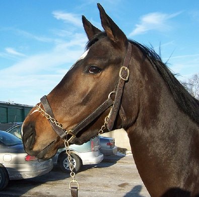 Thoroughbred Horse For Sale