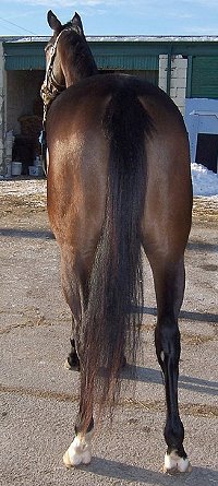Thoroughbred Horse For Sale