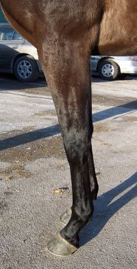 Thoroughbred Horse For Sale