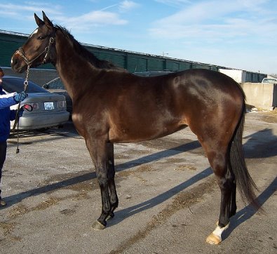 Thoroughbred Horse For Sale