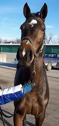 Thoroughbred Horse For Sale