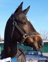 Thoroughbred Horse For Sale