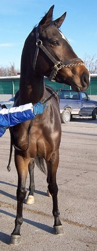 Thoroughbred Horse For Sale