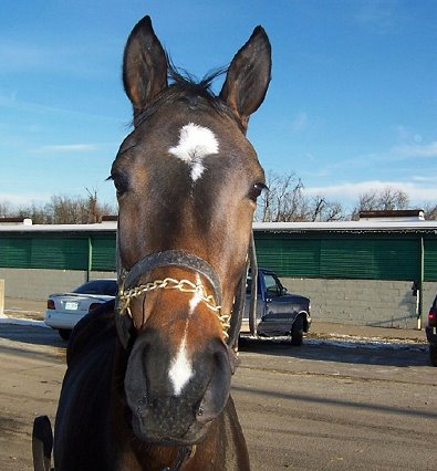 Thoroughbred Horse For Sale