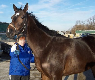 Thoroughbred Horse For Sale