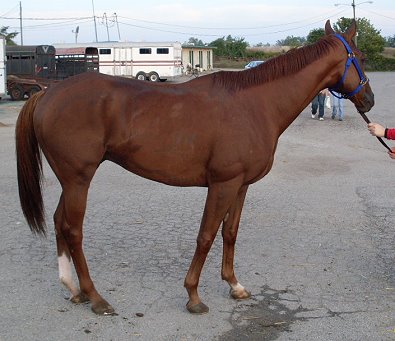 FREE HORSE* - Call ASAP!