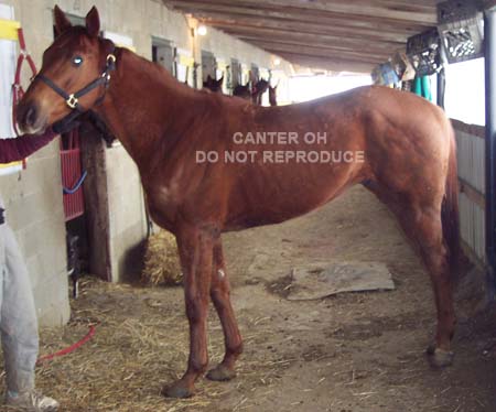 Please go to the CANTER Web site if you can help save this horse. 