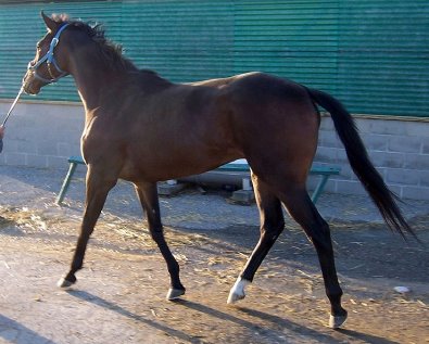Thoroughbred Horse For Sale