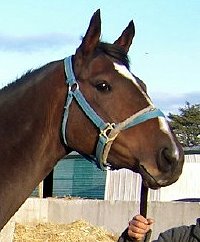 Thoroughbred Horse For Sale