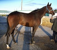 Thoroughbred Horse For Sale