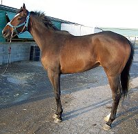 Thoroughbred Horse For Sale