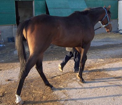 Thoroughbred Horse For Sale